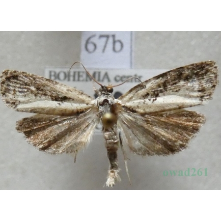 Hedya salicella (Linnaeus, 1758) Płatkówka wierzbóweczka Czech67b